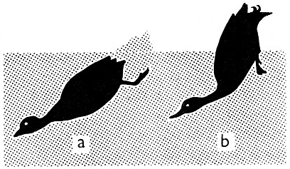 Řád vrubozobí (Anseriformes) čeleď