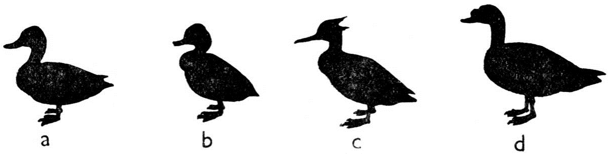 Řád vrubozobí (Anseriformes) čeleď kachnovití (Anatidae) Rozdílné držení těla