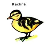 Kachnovití -