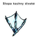 Kachnovití - Kachna