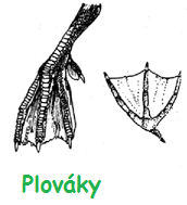 Řád vrubozobí (Anseriformes) čeleď kachnovití