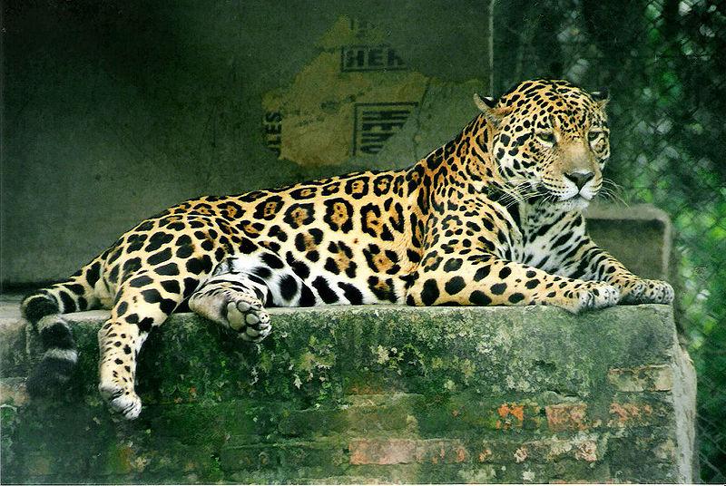 Jaguár americký - tropické lesy Jižní Ameriky -