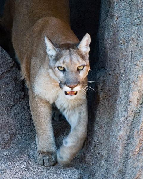 Puma americká - vyskytuje se na obou amerických