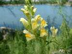 Náprstník červený (Digitalis purpurea) Krtičník uzlovitý (Scrophularia nodosa) náprstníkové glykosidy digitoxin, digitalin. viz.