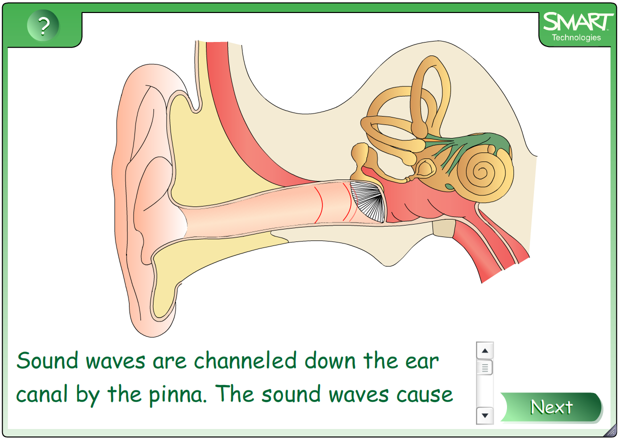 SLUCH 1. Sluch je schopnost vnímat zvuky uchem 2.