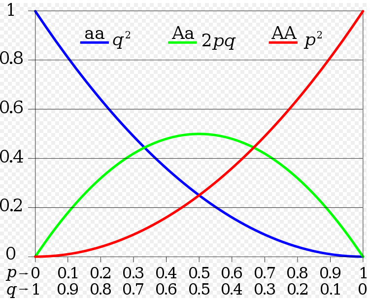 Hardy-Weinbergův zákon bb Čb ČČ