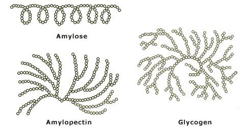 Nejvýznamnější polysacharidy (c) Ujasnění struktury