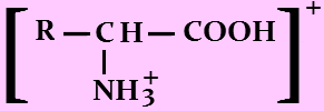 Chemické vlastnosti Reakce v kyselém a zásaditém prostředí COOH odštěpuje H + COO - chová se jako kyselina NH 2 přijímá H + NH 3 + chová se