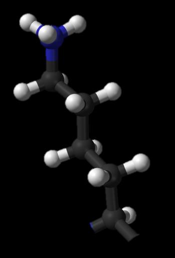 Cystein Cys 2-amino-3-sulfanylpropanová C 13