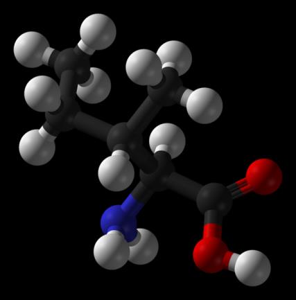 Isoleucin Ile 2-amino-3-methylpentanová I 5 α-amino-β-methylvalerová zdroje - všechny ořechy (kromě