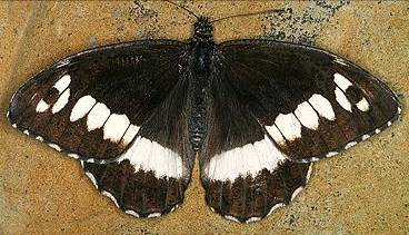 jasoň červenooký (Parnassius apollo) - hlavní znaky Má výraznou kresbu červených skvrn na bílém podkladu s typickým černým poprášením.