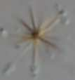 quadricauda, 7 - Lepocynclis sp.