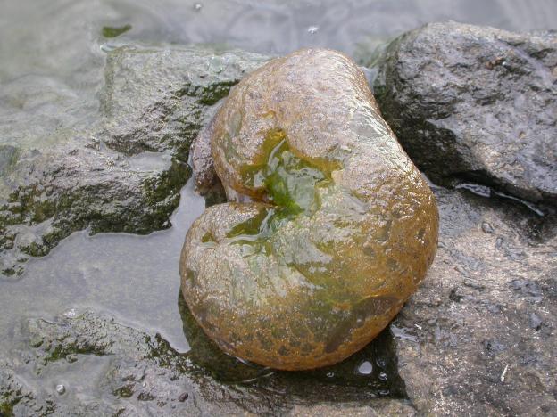 pobřežnice jednokvětá Litorella uniflora a řezan pilolistý Stratiotes aloides), čili je to význačný rybník s dosud velmi zachovalým a kvalitním životním prostředím pro své obyvatele a tudíž i pro