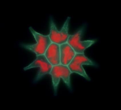 Zelenivka Pediastrum duplex