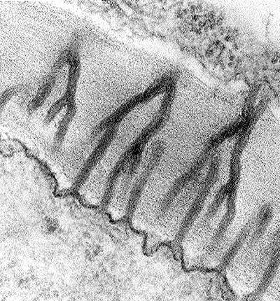 Vznik celulózy Cellulosa synthasa kodovaná CESA genem Arabidopsis: 10 genů min.