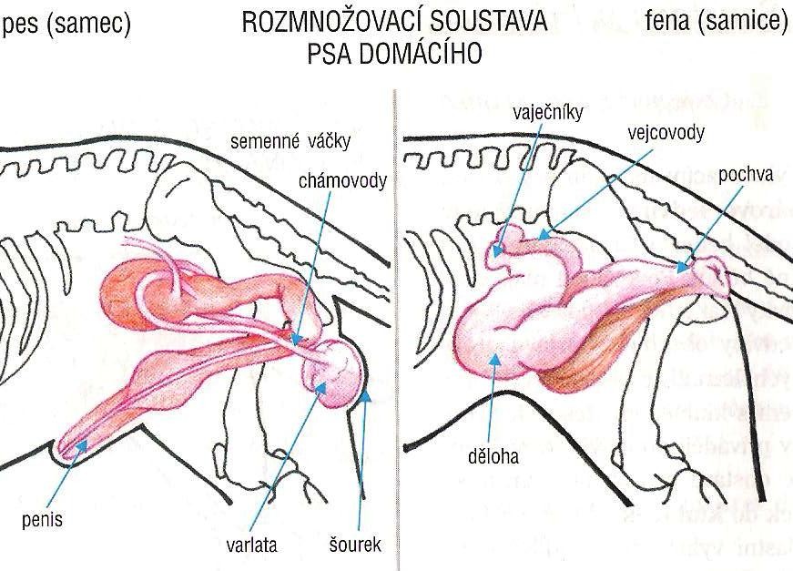 SOUSTAVA VYLUČOVACÍ (VS) FUNKCE: vylučování škodlivých látek z krve ven z těla, hospodaření s vodou VS párové ledviny, močovody, močový měchýř, močová trubice Ledviny uložené u páteře, soustava