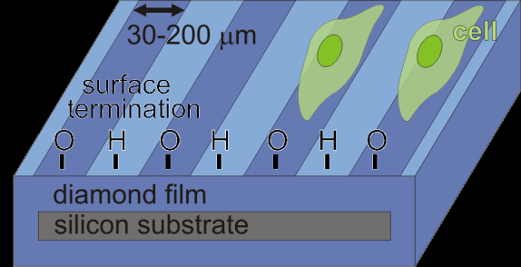 500 ppm 1500 ppm 6000 ppm B-doped diamond doping nominal = 500-6000 ppm, B-concentration ~ 1e19-1e20 cm