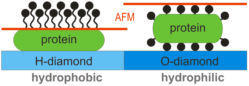 Model: FBS on diamond in solution stretched (denatured) globular (native) polar group model in agreement with general effect of hydrophobic/-philic surfaces on proteins [Browne et al., Surf.Sci.