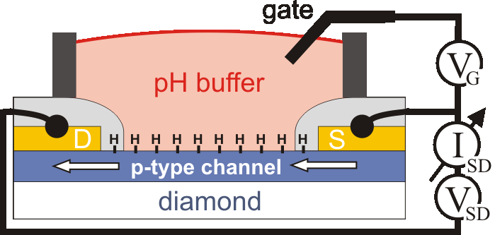 Diamond in-plane SG-FET scheme side view scheme setup and sample view cell proteins solution-gated field-effect transistor
