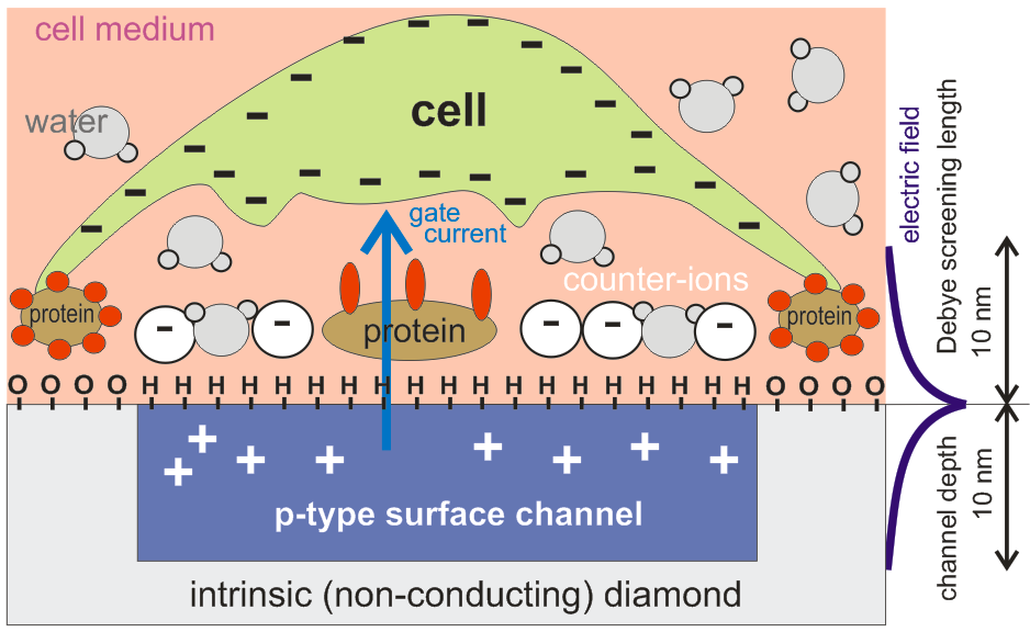 Model of diamond-protein-cell interface SPECIFIC MODEL FOR H-DIAMOND recall AFM data proteins modify original equilibrium of the surface conductivity system (they replace ions in the