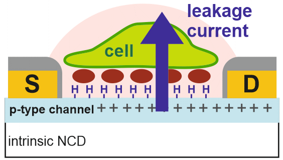Návazný výzkum podařilo se vyvinout plazmatickou technologii pro jemné odstranění proteinů a tím obnovení citlivosti Cell-FET na proteiny [Int. J. Electrochem. Sci.