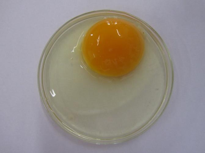 Při rozklepnutí vajíčka do Petriho misky jsme pozorovali kromě žloutku také dvě poutka, kterými je žloutek ve vejci udržován na místě. Na žloutku byla viditelná tmavá skvrnka - zárodečný terčík.
