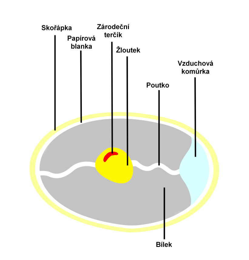 3. Stavba slepičího vejce Vejce vzniká ve vaječníku slepice. Nejprve se vyvíjejí tzv. žloutkové folikuly, z nichž se po dozrání uvolňuje žloutek, který je zachycen nálevkou vejcovodu.