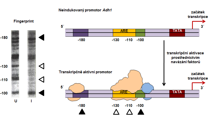 Promotor genu Adh1 kukuřice Regulace transkripce genu jako odpověď na