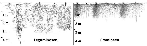 Adaptace rostlin Vodní provoz polních plodin výkon fotosyntézy, růstových procesů přizpůsobení transpirace + efektivita využití vody root:shoot