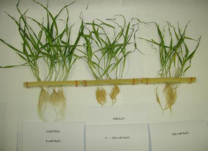 Možnosti výzkumu: Vodní provoz polních plodin Nepřímo root : shoot ratio, analýza kořenového systému (metoda soil-core,