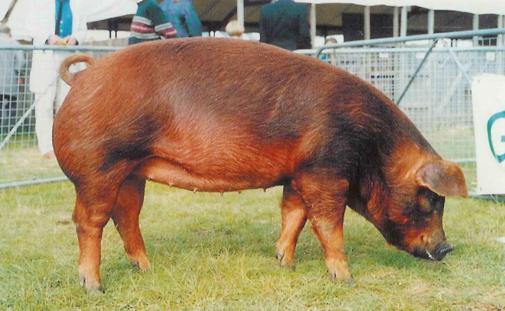 Duroc