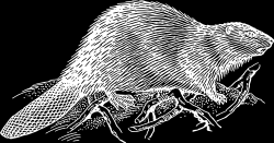 2.1.2.4 Kastoreum Kastoreum je látka, která je vyměšována bobry (Castor fiber) a je shromaţďována ve dvou ţlázových váčcích nacházejících se poblíţ pohlavních orgánů.