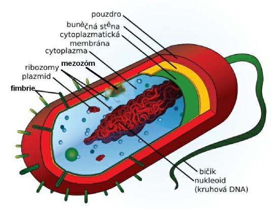 Prokaryotické organismy Co jsou prokaryotické organismy? Které skupiny známých organismů mezi prokaryota zařadíte? Co jsou prokaryotické organismy? řec.