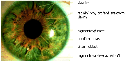Obrázek 9: Duhovka, její popis a snímač biometrických dat oční duhovky Snímání duhovky vyţaduje velice kvalitní digitální kameru a infračervené osvětlení oka.