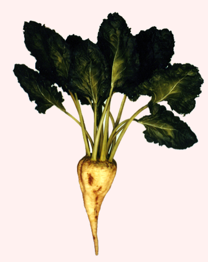 Správně přiřaď.