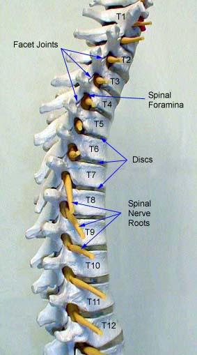 páteře Thorakální syndromy Kosto-vertebrální facetový syndrom)