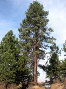 BOROVICE (Pinus) Borovice byla uctívána už ve starověku. Kultovním stromem byla především v Číně a v Japonsku. Tam byla považována za strom, který posilňuje jak živé bytosti, tak i duše zemřelých.