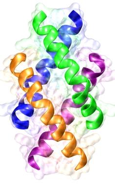 součást vrozené imunity savců všudypřítomné v přírodě 12-50 aminokyselin, molekulová m nižší než 10 kda rychlý účinek, silná inhibiční aktivita narušení vrstvy buněčné membrány prasknutí membrány