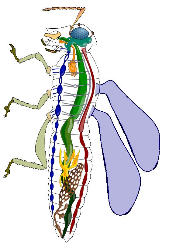 Hmyz Vnitřní stavba těla Trávicí soustava začíná ústním ústrojím, pokračuje žaludkem, střevem a končí řitním otvorem. Vylučovací orgány jsou zakončeny slepě.