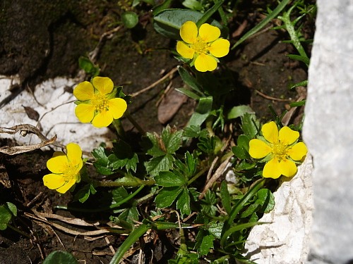Vegetace sněhová výležiska Primula glutinosa Wulf.