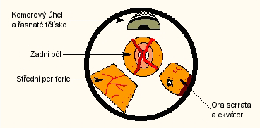 29: Goldmannova čočka Zdroj: <http://www.ocularinc.com/ocular-three-mirror-universal-diagnostic-18mm.html#> Obr. 30: Pohled Goldmannovou čočkou Zdroj: [33] 8.3.3 Zeissova čočka Zeissova čtyřzrcátková čočka, tzv.
