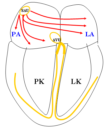 EKG