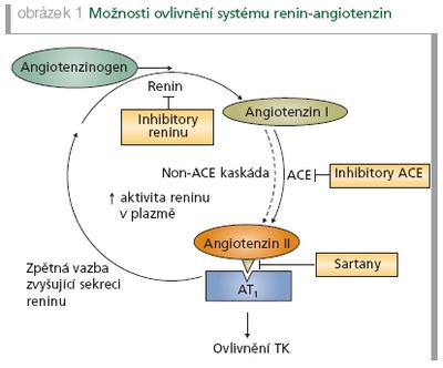 Vyšší hladiny reninu bývají dávány do souvislosti s vyšším rizikem úmrtí na infarkt myokardu či cévní mozkové příhody (obrázek 2), a jeho plazmatickou aktivitu je proto vhodné co moţná nejúčinněji