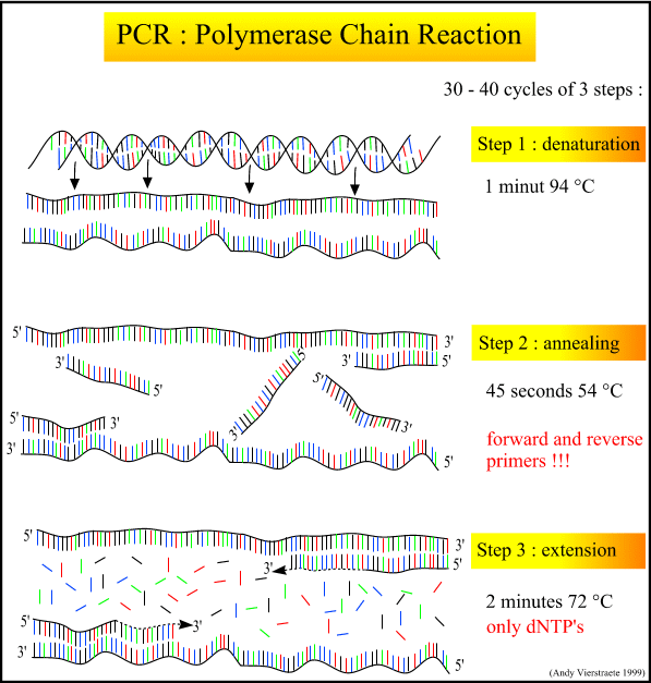 PCR polymerasová řetězová reakce Denaturace - 94 C Annealing -Připojení