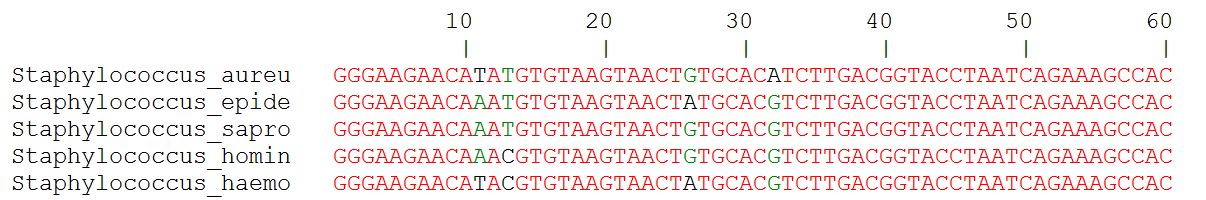 2. Identifikace patogenů: klasická PCR Výsledek: specifická amplifikace DNA 16S DNA