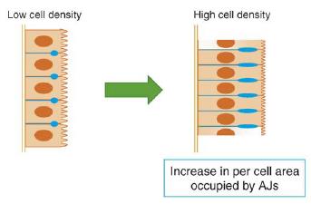 DISRUPCE ADHERENTNÍCH SPOJENÍ (ADHERENS JUNCTIONS)