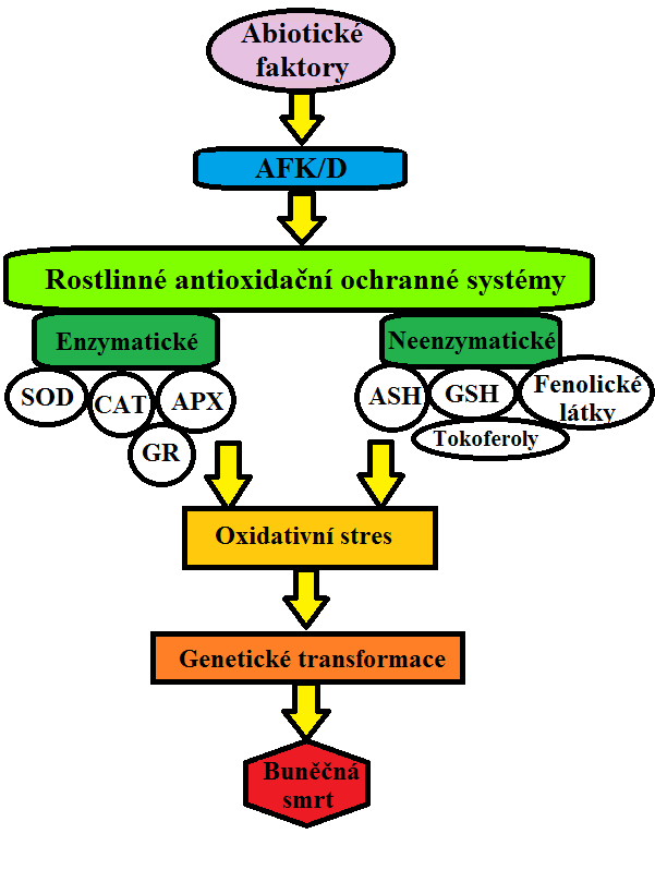 Úvod do problematiky: Stresové faktory Abiotické Biotické Aktivní formy kyslíku 1 O 2, H 2 O 2, O 2 -, OH, HO 2 Antioxidanty