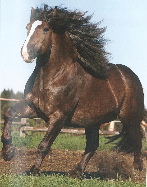 Koně: - zrak patří mezi jeho nejvíce vyvinuté smysly, - má široké zorné pole