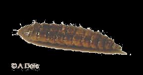 Slunilka pokojová (Fannia canicularis) Biologie: proměna dokonalá dospělec má