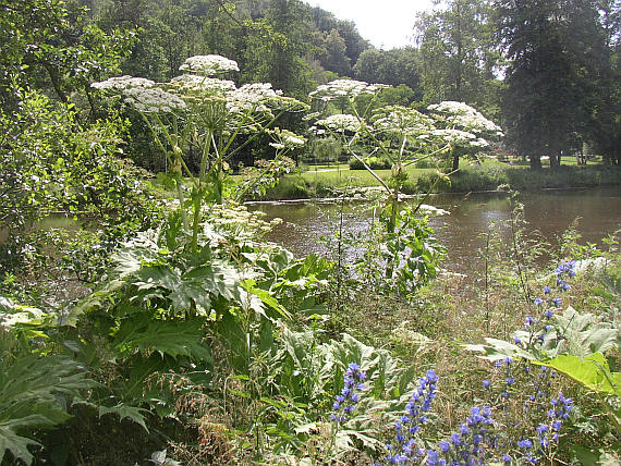 Heracleum